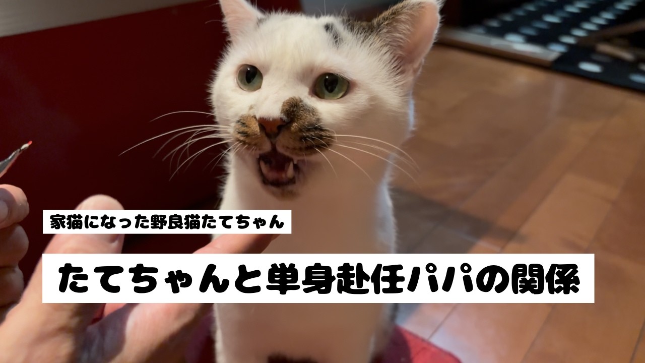 【野良猫が家猫になった後】この家のボスはどっちだろう？