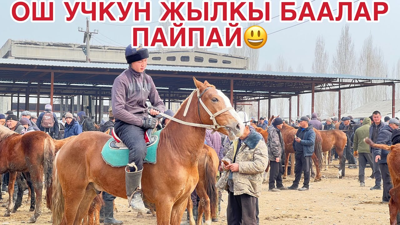 ОШ УЧКУН ЖЫЛКЫ БААЛАР ПАЙ ПАЙ😃