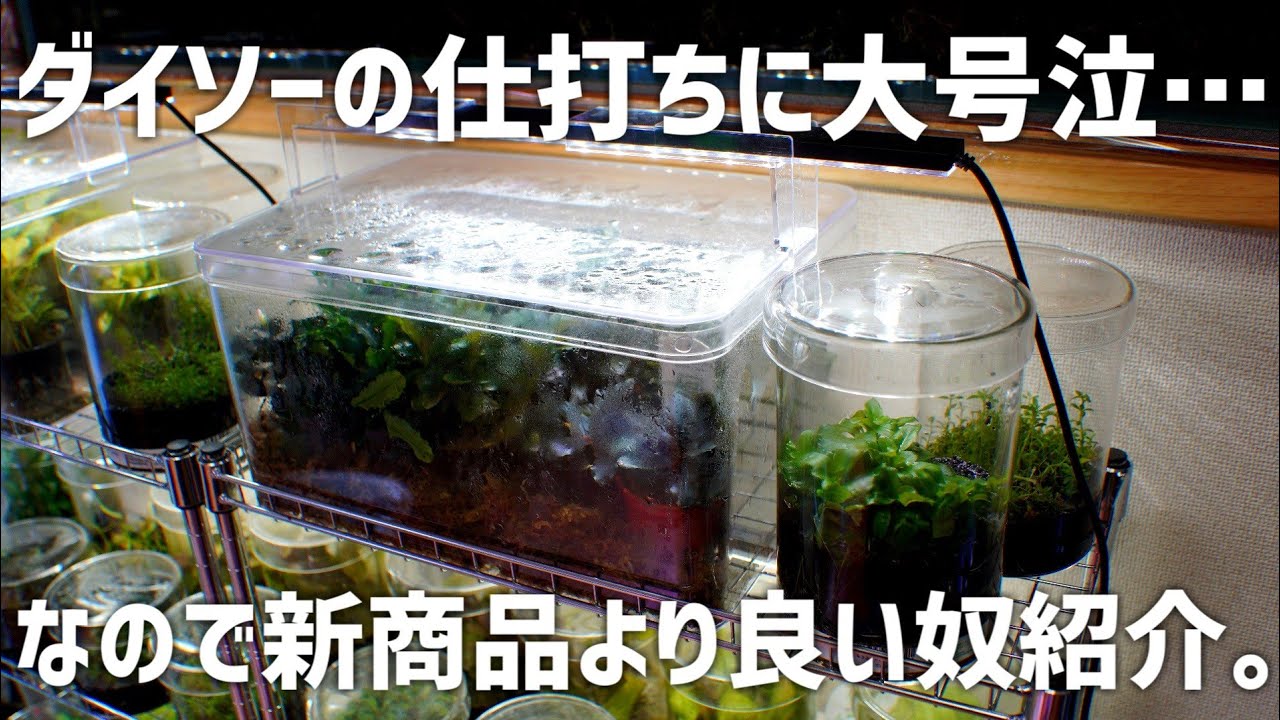 【DAISO】ダイソー新商品の水槽に勝つ！同じダイソーから意外な商品を紹介します。#679【アクアリウム】