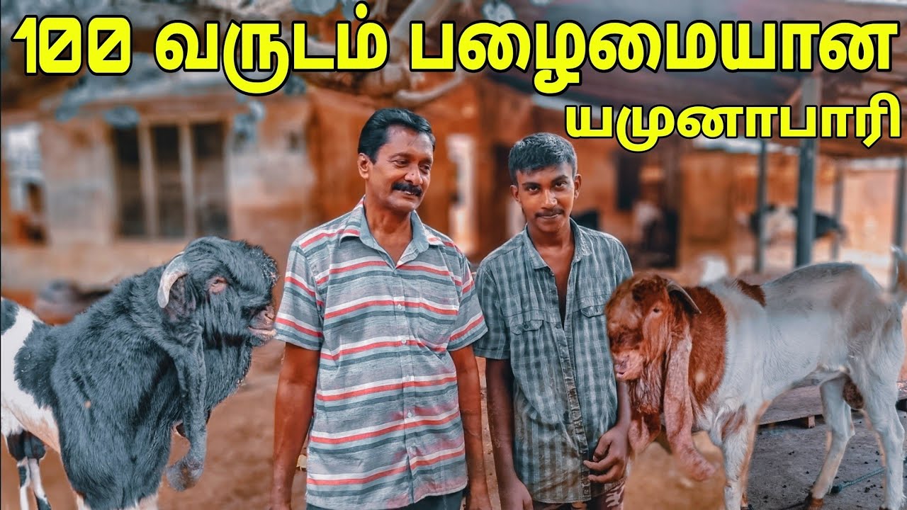 100 வருடம் பழைமையான ஆட்டுப்பண்ணை/ Jaffna Sheep farm / Tamil Bros
