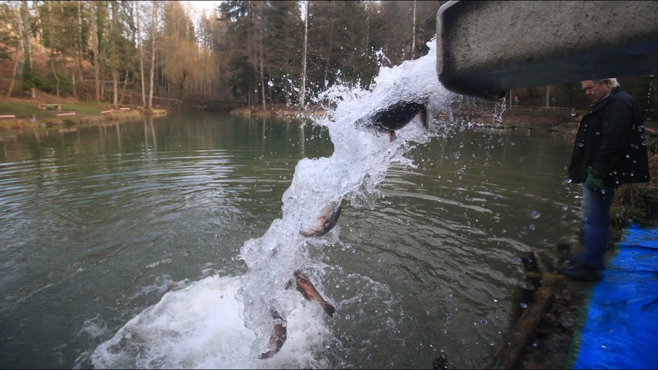 Fische einsetzen im Forellenteich Lellwangen
