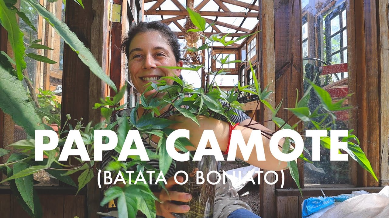 Full Alimento! Camote, Batata o Boniato!🍠💚 Se come la hoja y la Papa! #SuperAlimemto