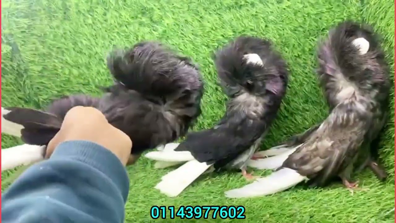 مجموعه حمام زينه للبيع علي مزاجك متع عيونك حمام للبيع 💃🎉