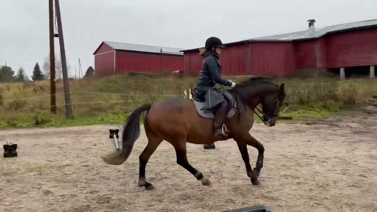 Harribat näyttövideo 30.10.-25