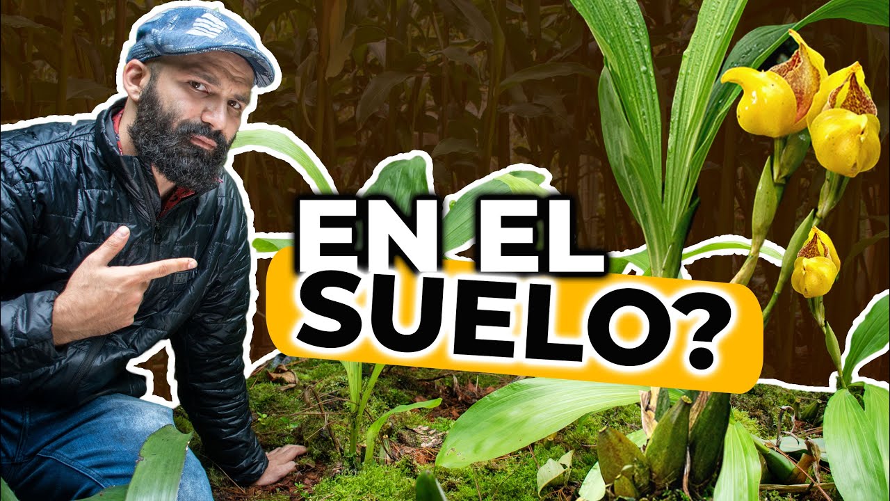 Como Sembrar Orquídeas en el Suelo en Camas| Finca Dracula, Chiriquí, Panamá