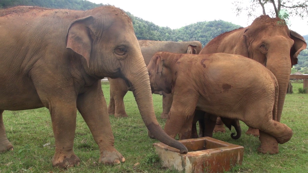 Elephant doesn't want baby get close to 1 feet deep well - ElephantNews