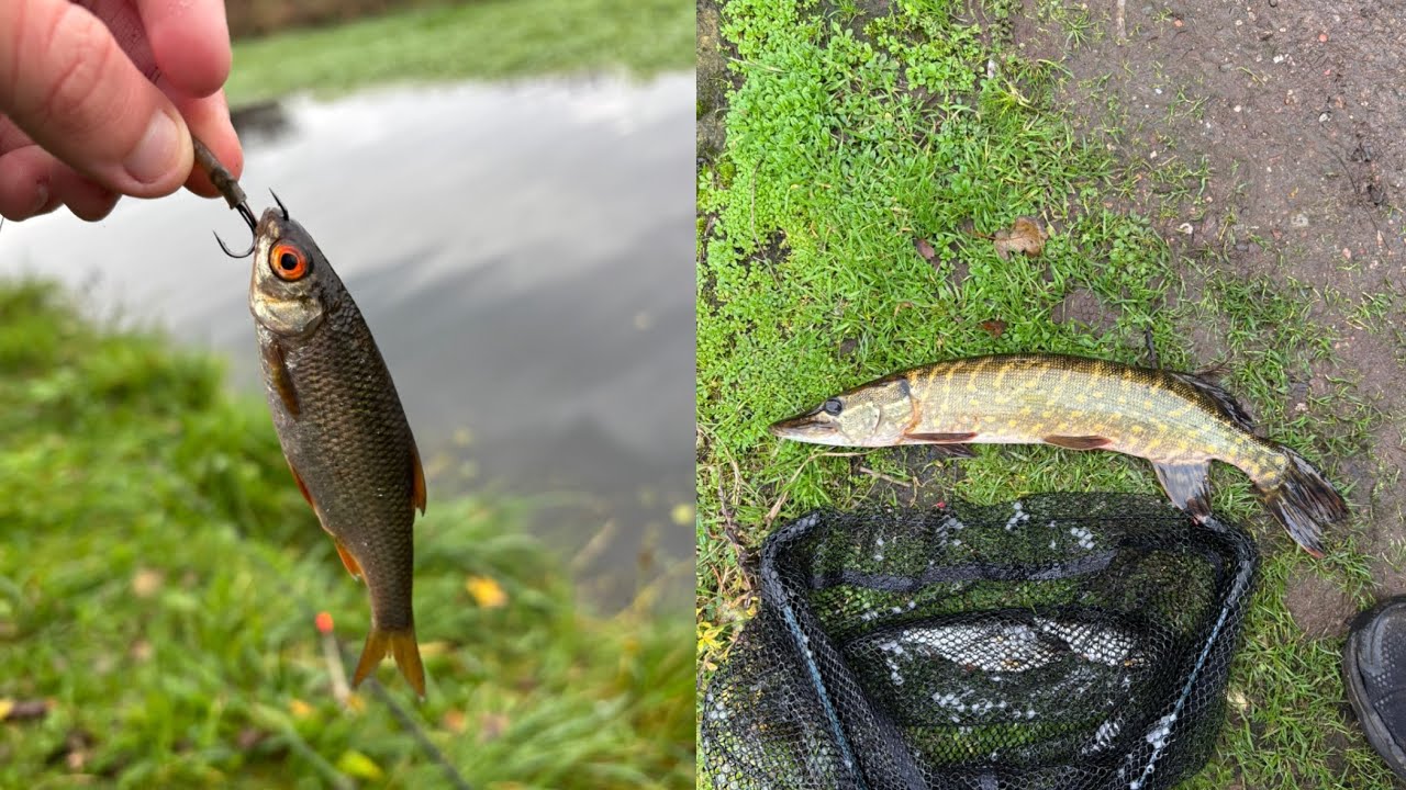 Using live baits to catch pike in Liverpool!! (Leeds Liverpool canal fishing)