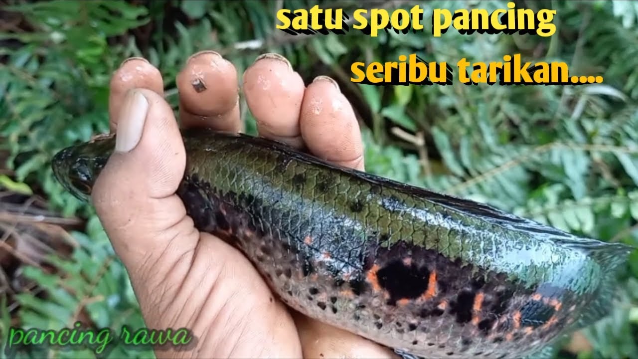 Mancing kerandang,mancing Ikan cantik di Spot Yang Cantik