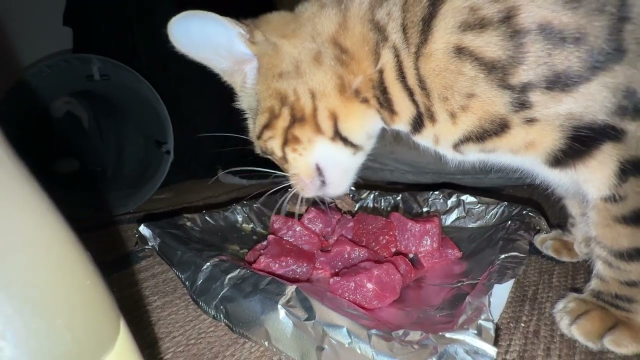 Mother Bengal cat enjoying wholesome meal