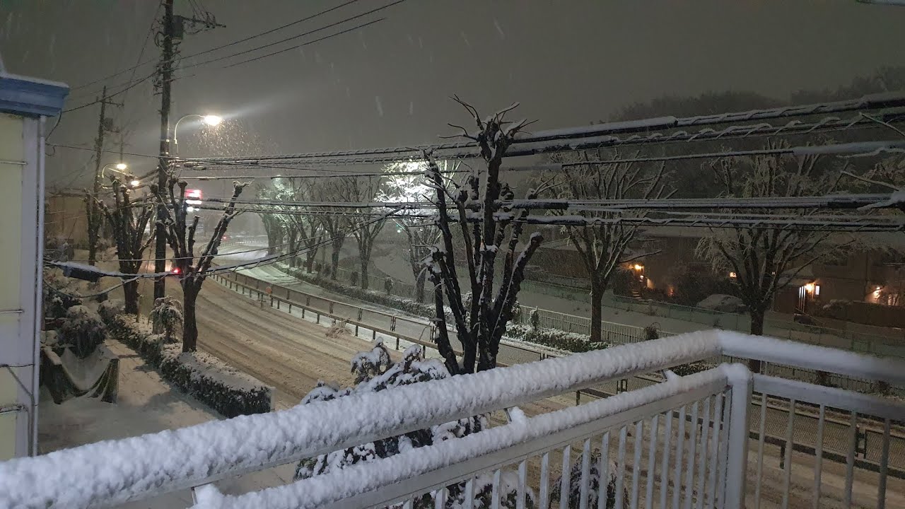 Tokyo Snow Day 2024