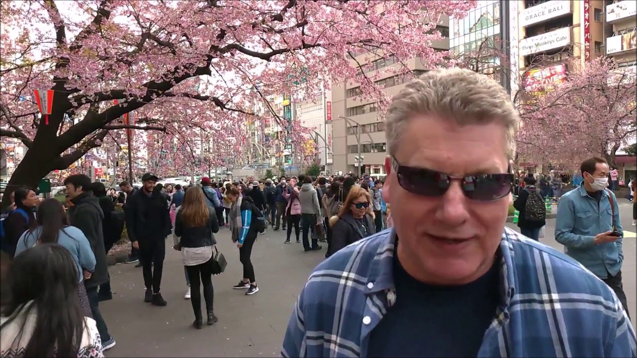 Pożegnanie z Japonią Krajem Kwitnących Wiśni