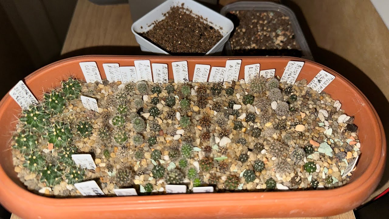 Сеянцы кактусов год спустя. Что у меня выросло ☺️#cactus #kaktus #succulent
