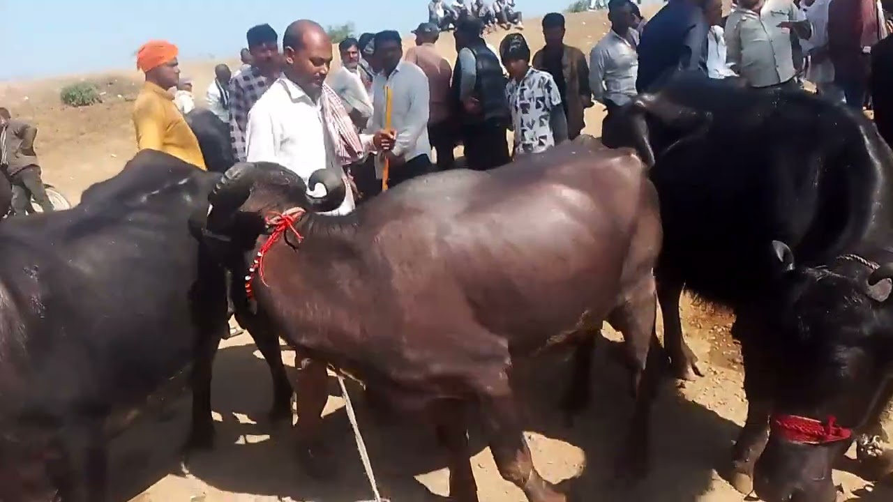 #भौंरासा पशु हार्ट से लाइव 
