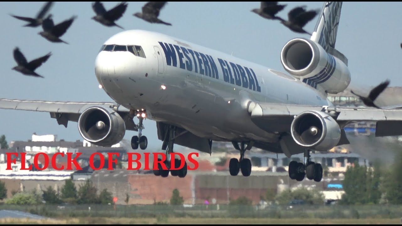 Western Global Douglas MD11F and FLOCK of Western Jackdaws ,  N783SN arrival , BIRDS !!!!