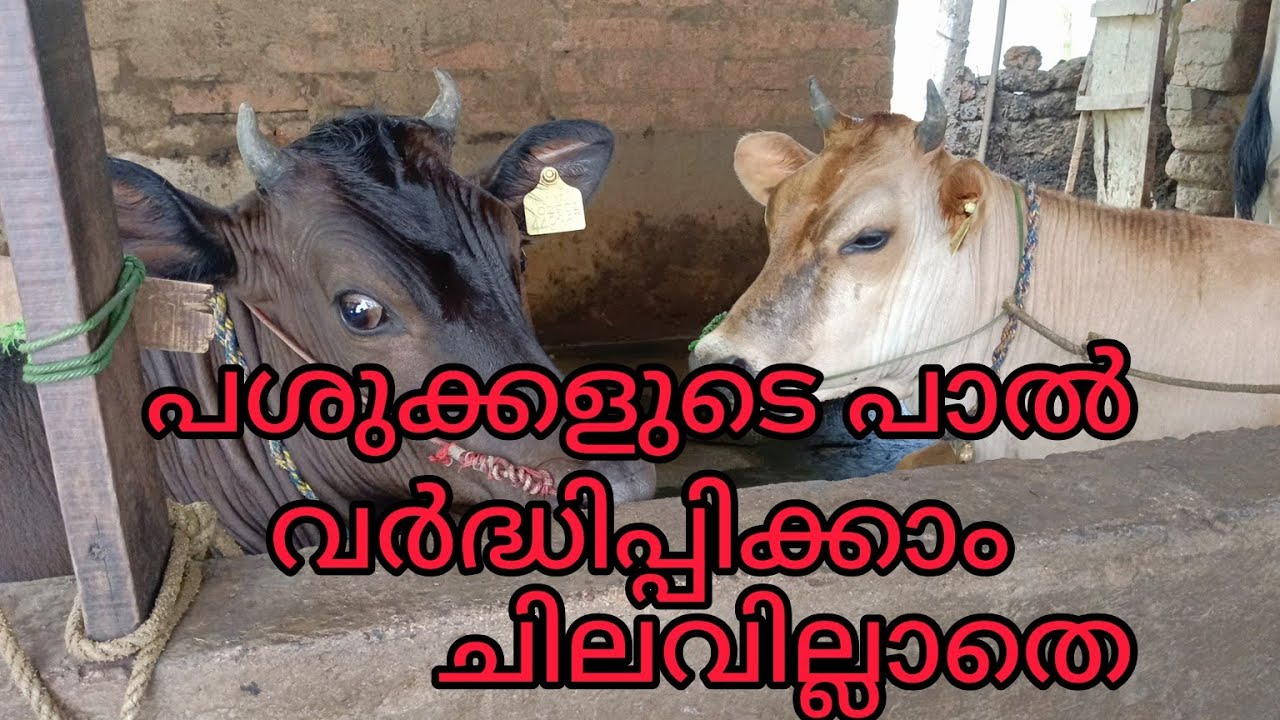 10 പൈസ പോലും ചെലവില്ലാതെ പാൽ ഉൽപാദനം കൂട്ടാം