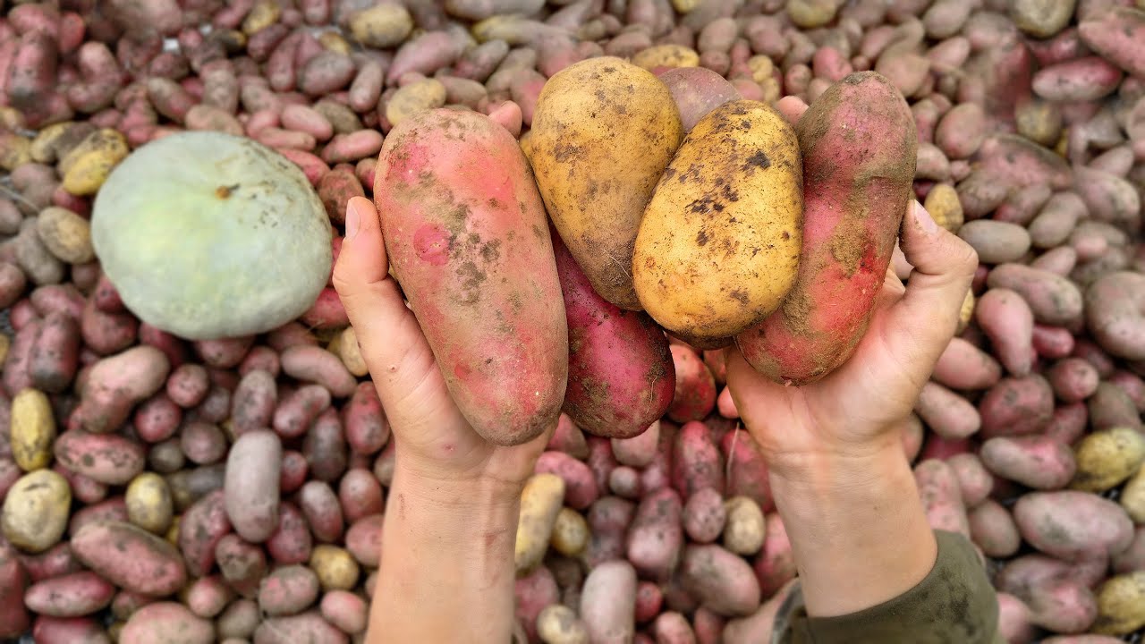 RECOLTA DE CARTOFI PLANTAȚI ÎN PAIE - ep158