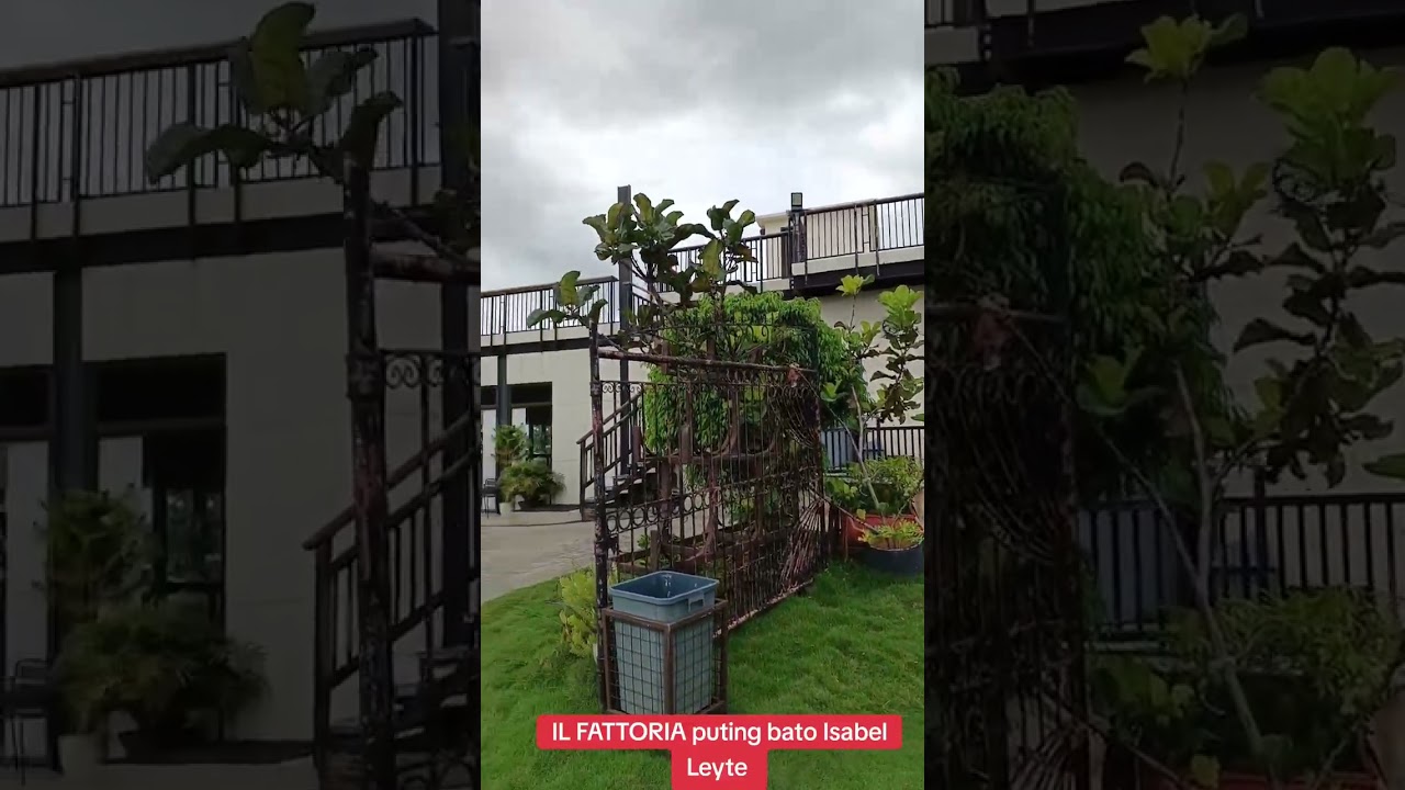 IL FATTORIA BRGY PUTING BATO ISABEL LEYTE 