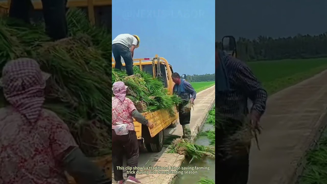Smart Farm Hack: Farmer Transports Rice Seedlings Using Irrigation Ditch Water Flow