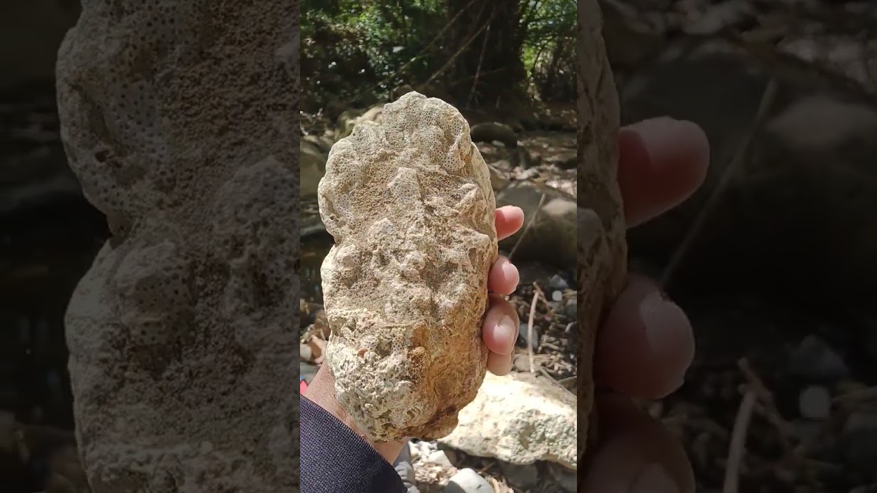 SUISEKI #gemstones #batu #nature #minerals #crystals #fosil #petrifiedwood #teratai