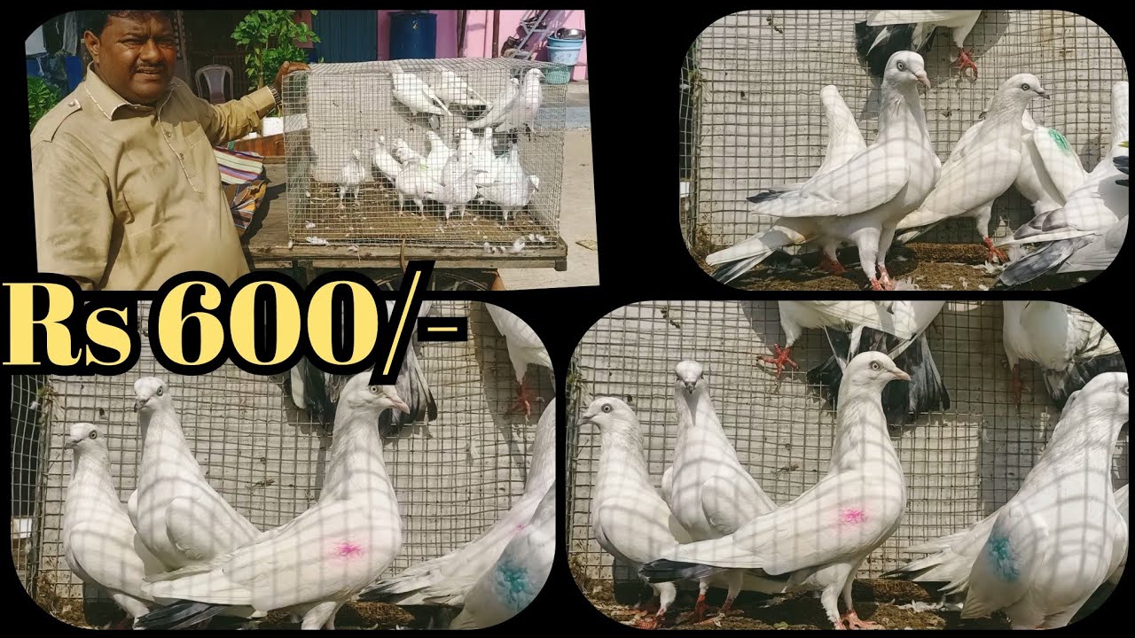 Allahbadi Bedaag Kaldume Aur Nildume @ Rs 600/- Only @ SN Pigeon Loft. Isak Bhai.