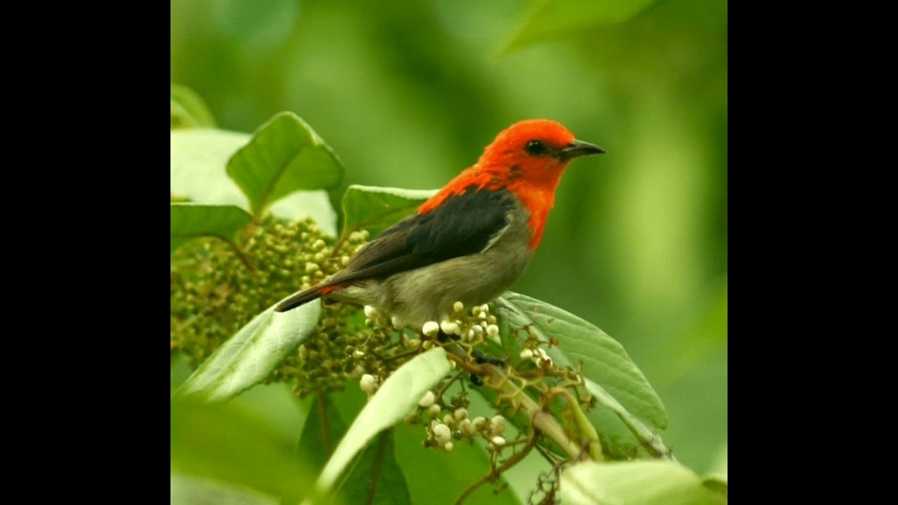 SUARA BURUNG CABE CABE AN ( LOMBOKAN )