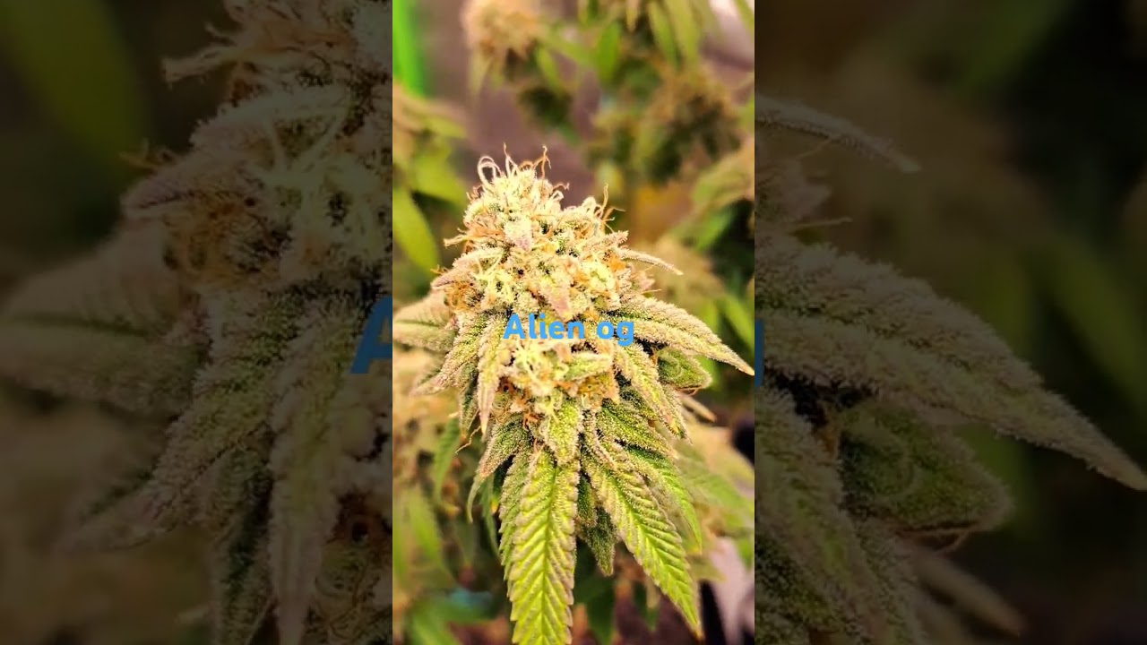 Og kush/ alien og 7th week flower
