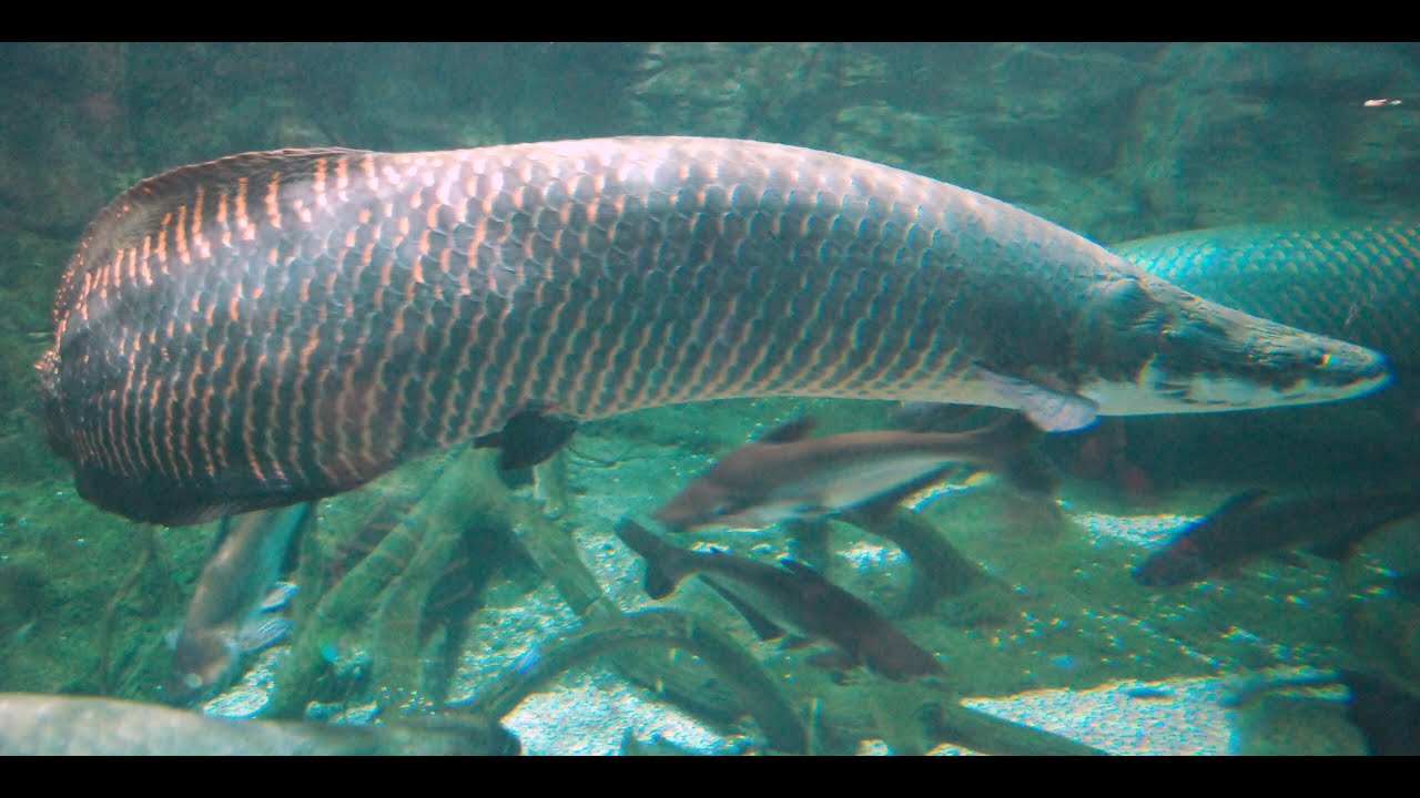Arapaima: el “fosil viviente” del Amazonas