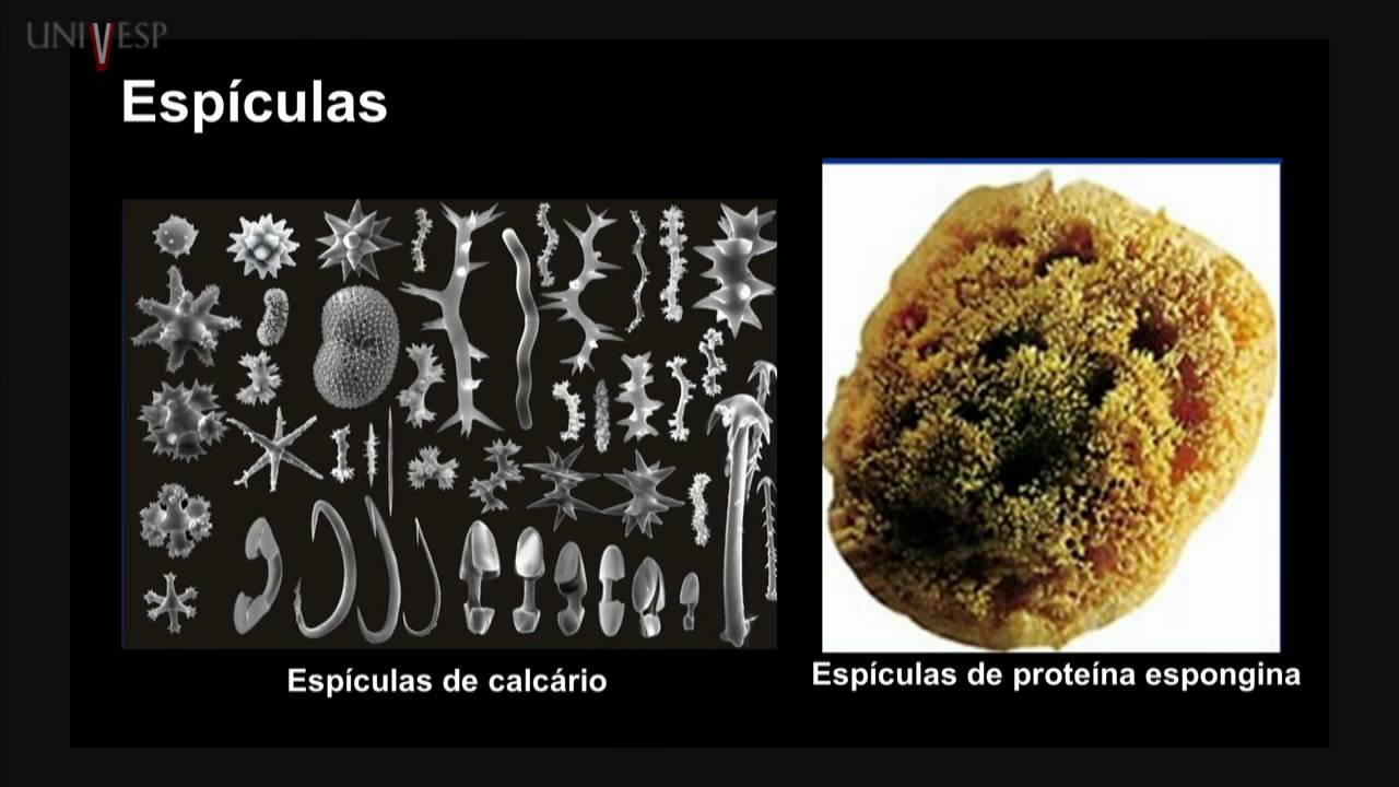 Zoologia de Invertebrados - Aula 03 - Filo Porífera