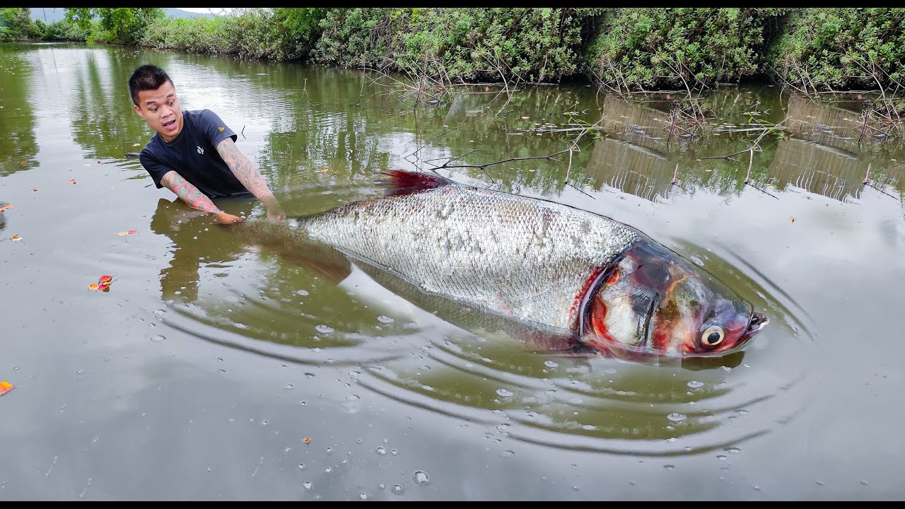 wow !!! Amazing with the world's fastest manual fish trap, 100% success.