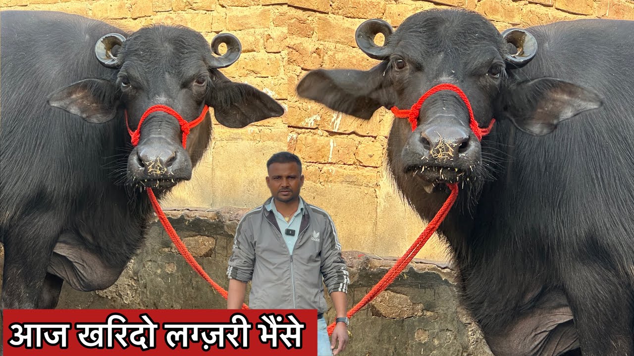 🔥 आज खरिदो लग्ज़री भैंसे । दूध 14 से 17 लीटर । 5 भैंसे बिकाऊ । 5 Buffalo For Sale Yadav Dairy Farm