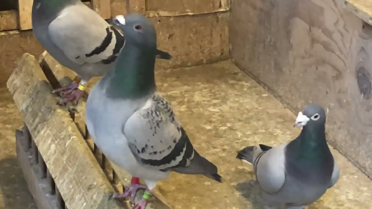 ￼     Racing pigeons ￼Ready ￼to breed ￼