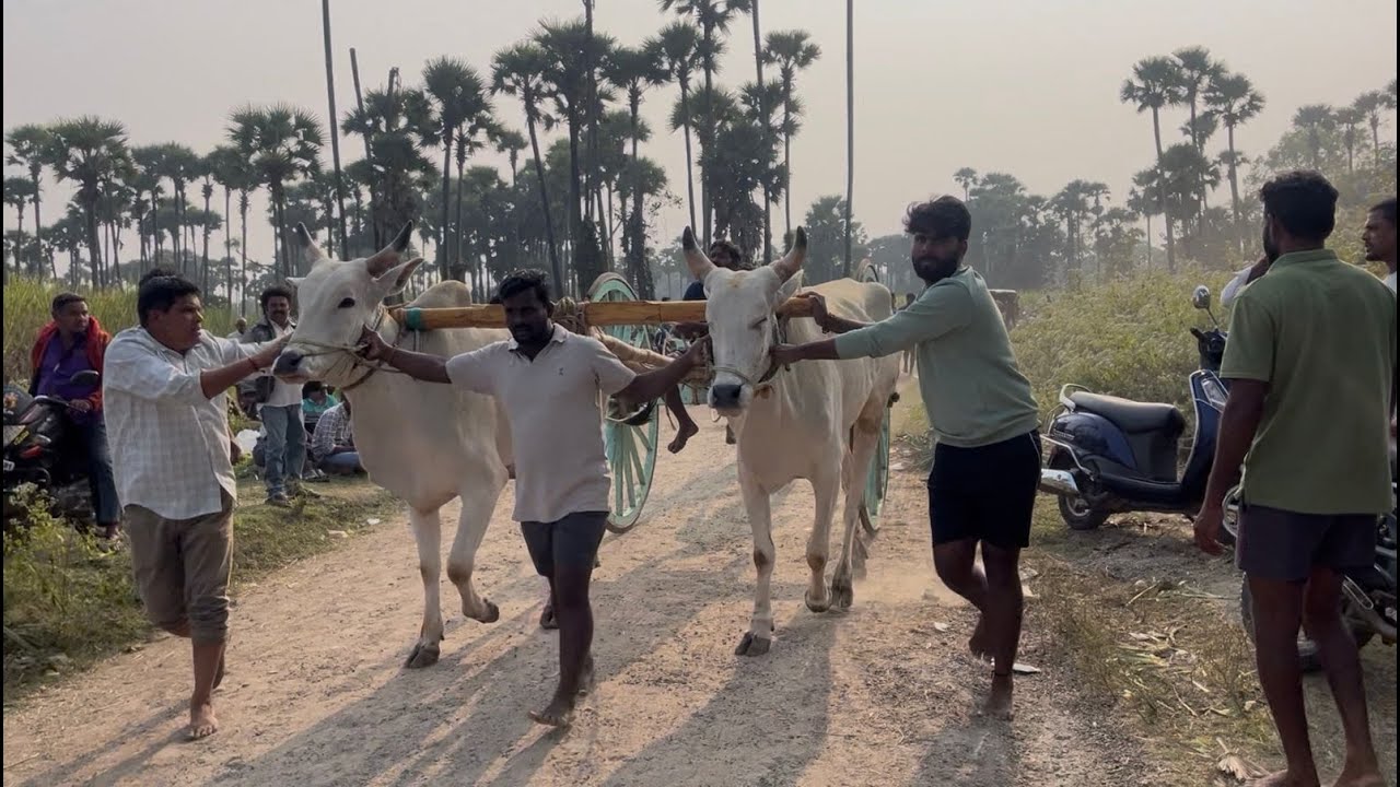 చుక్కపల్లి ఎడ్ల పందెం 🐂🏆🐂1st ప్రైజ్ విన్నర్స్@ కె.జే.పురం మోహన్ బుల్స్ 4.34.65@BULLRACEvijayAP