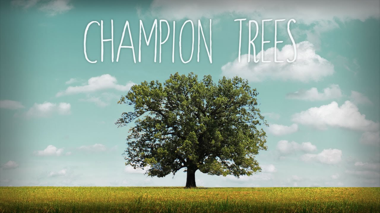 Champion Trees