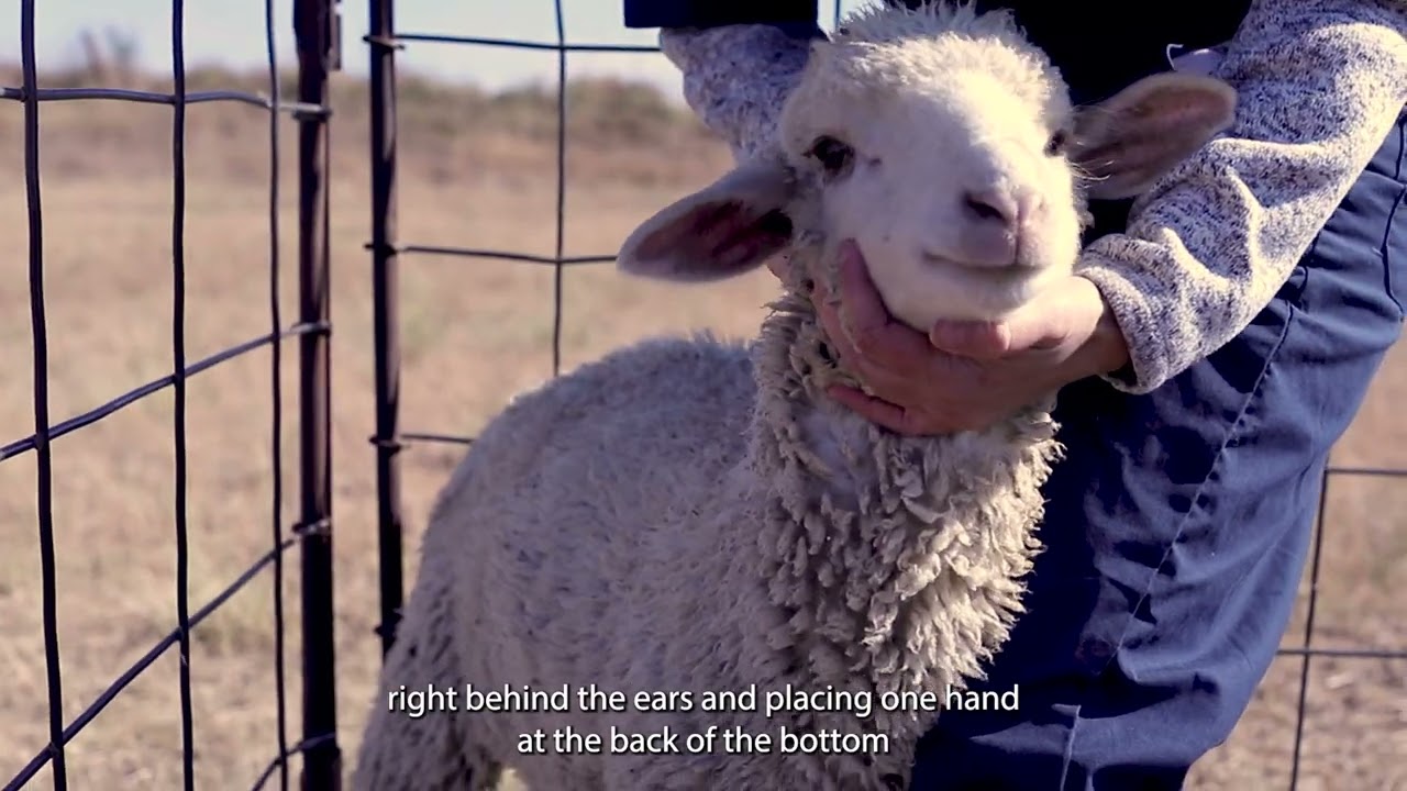 Proper Sheep Restraint Training for NAHMS Sheep 2024 Study