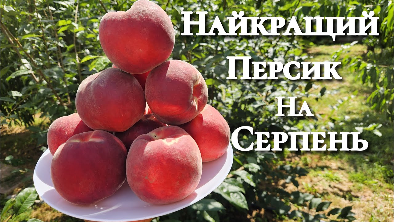 Те що треба мати в саду !!!! Персик Фіделія !!!!