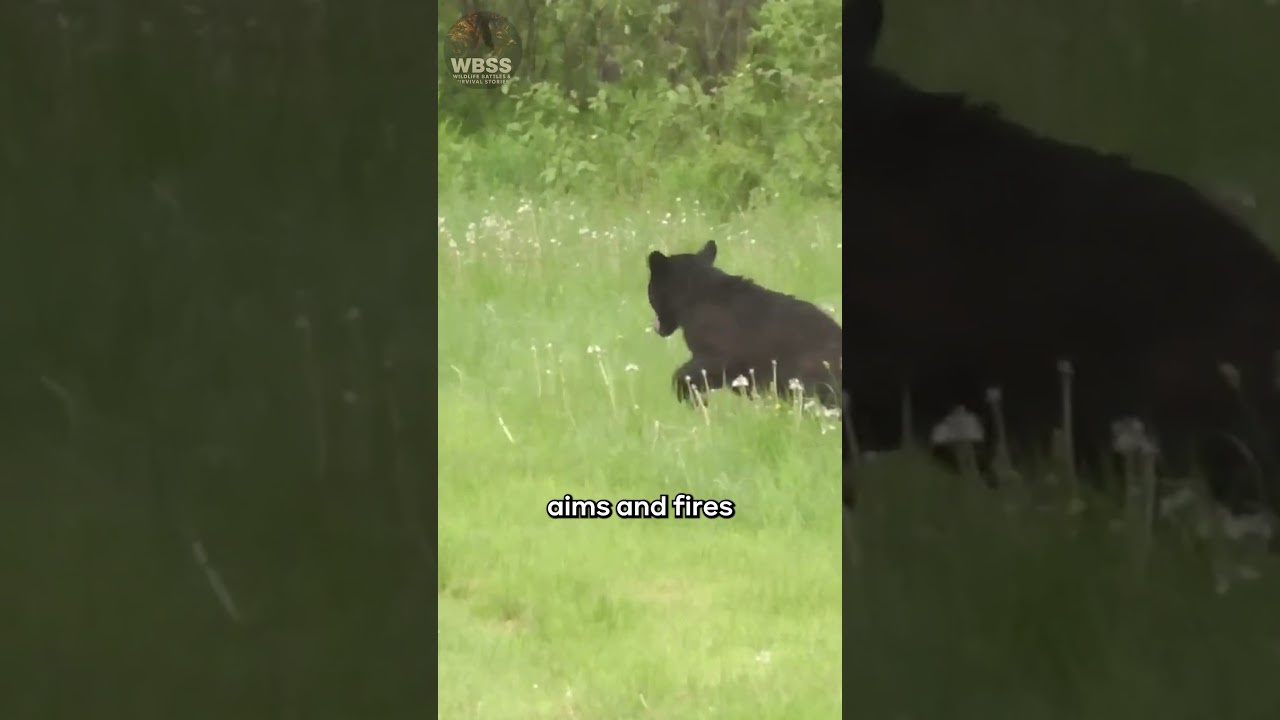 🦨 How Skunks Warn You Before They Spray #skunks #animals