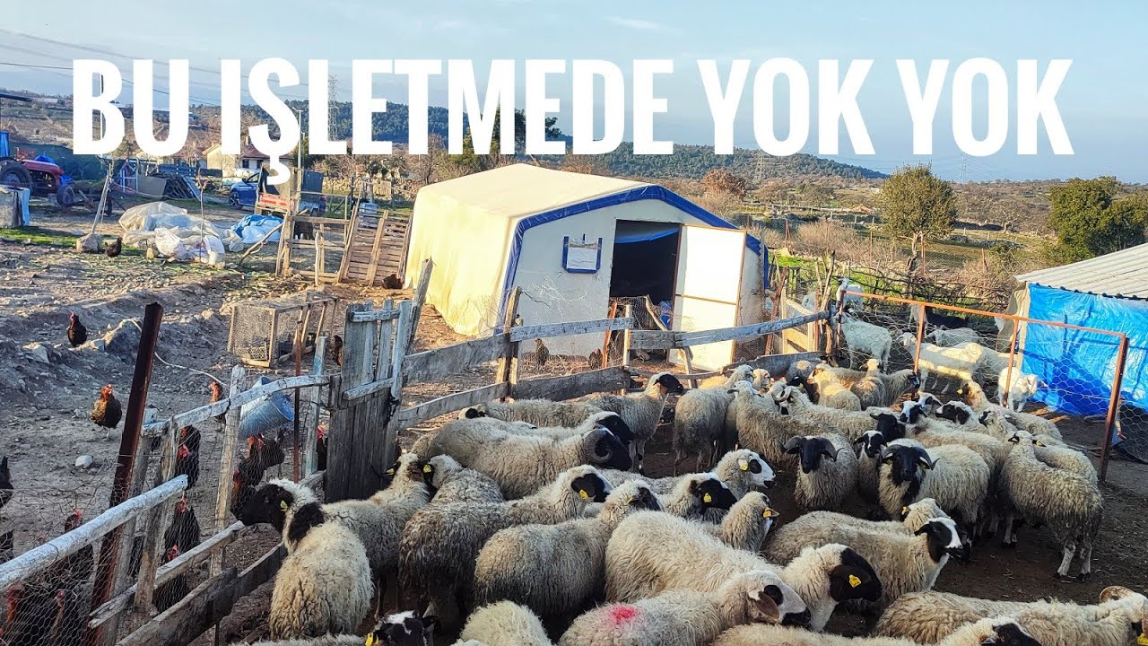 SATILIK KALİTELİ DAMIZLIK KOYUNLAR VE KOÇLAR#köy#hayatı#hayvancılık#