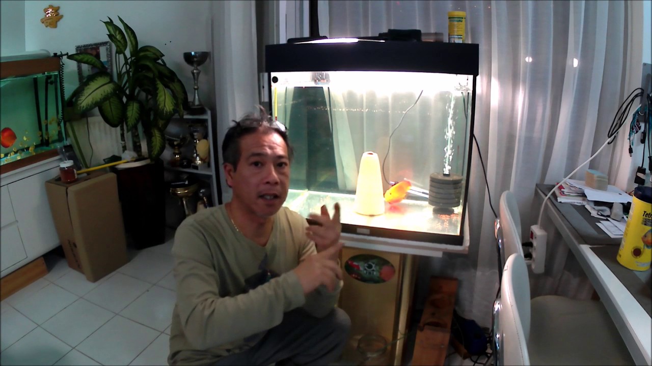 Repoduction DISCUS 1/2
