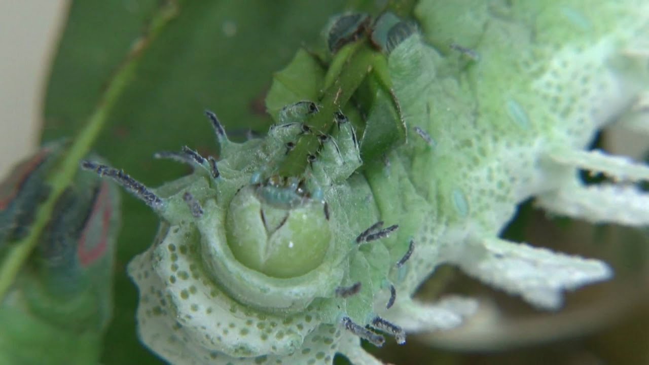 Artis Vlindertuin deel 2 HD 1080p