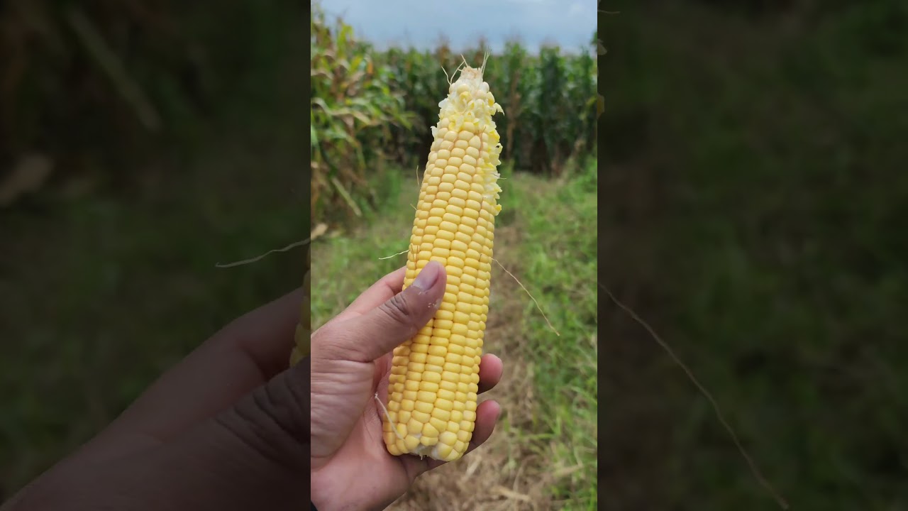 Por qu&eacute; no fertilizar el ma&iacute;z despu&eacute;s de los 60 d&iacute;as #agricultura #plantas #ma&iacute;z #fertilizante