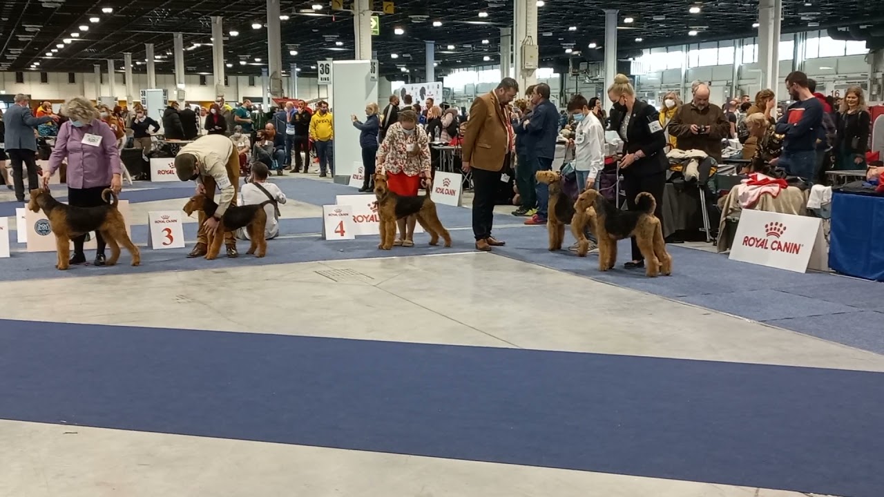 NICOLLE VON KONIGS TERRY clasa juniori Eurodog show 2021