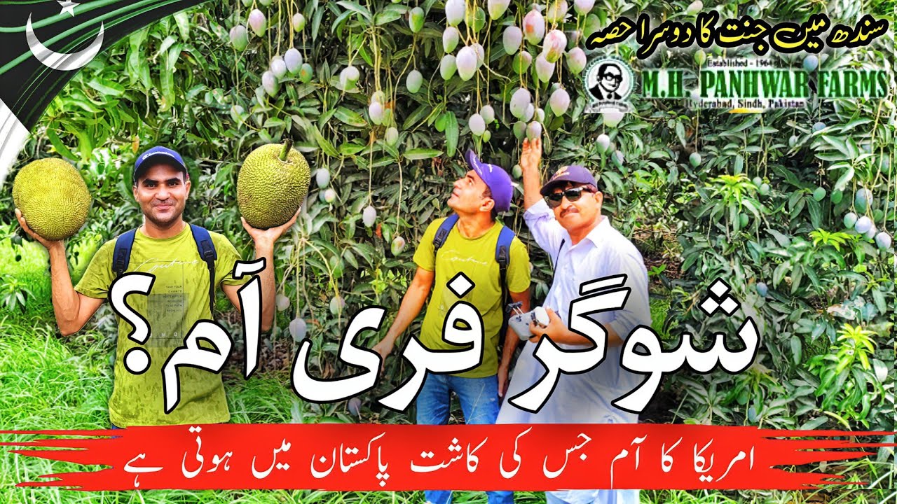 Inside Sindh's Hidden Paradise | Sugar free mangoes grown in Pakistan? | MH Panhwar Farms