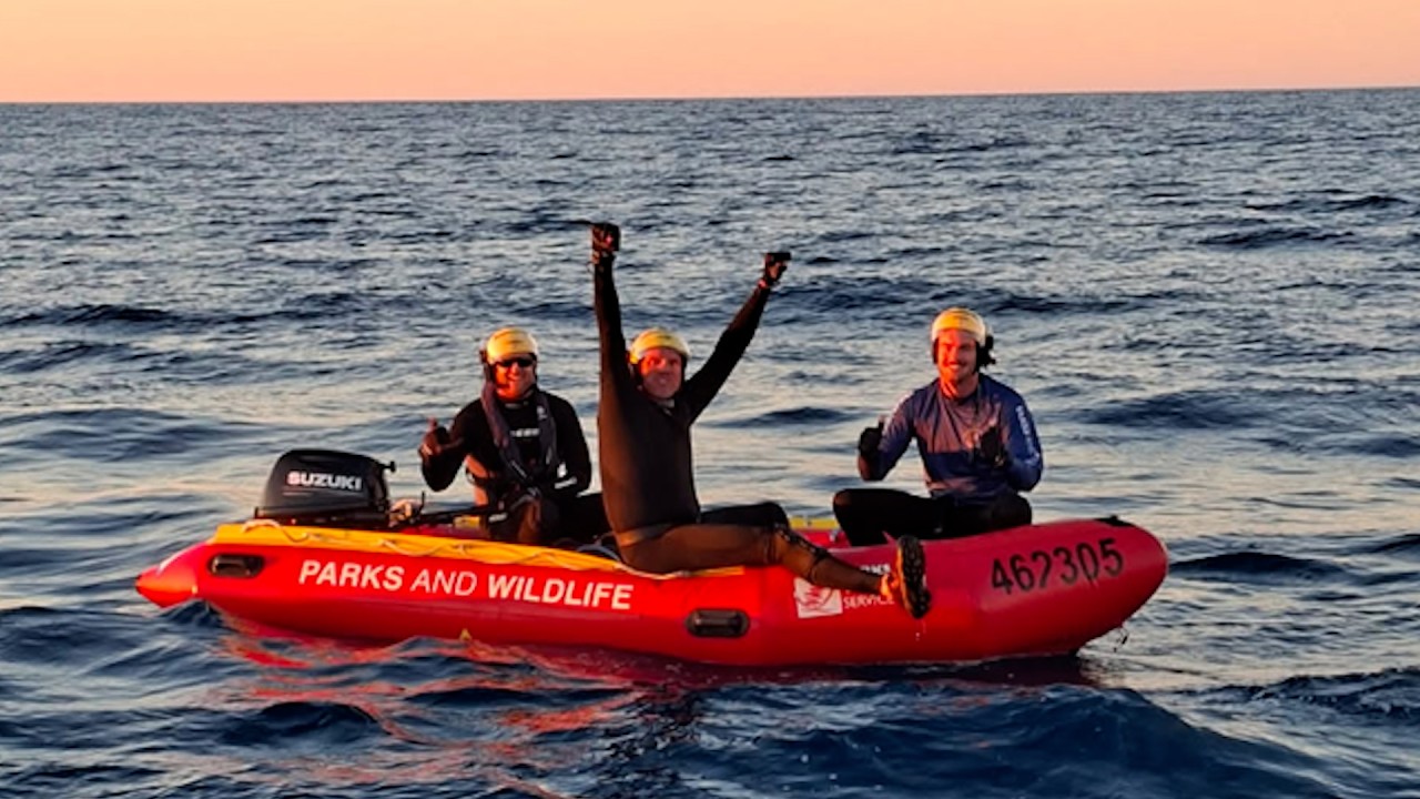 Behind the scenes of a whale rescue operation