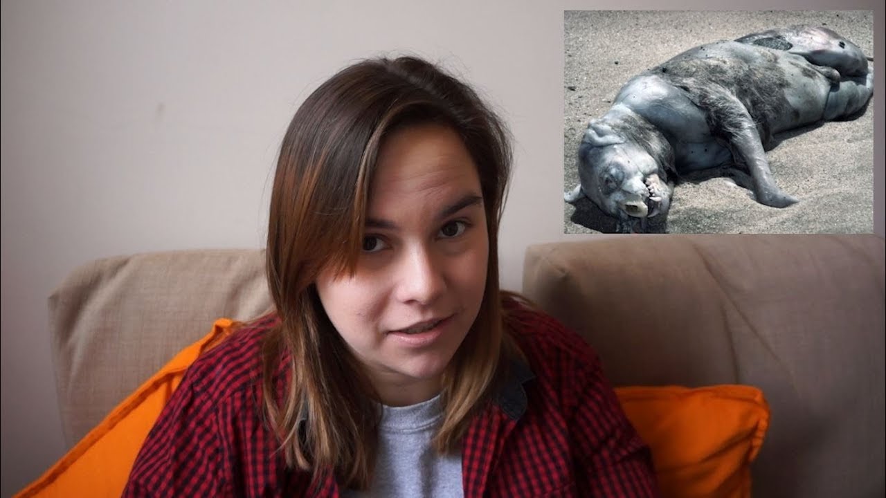 What is The Montauk Monster?