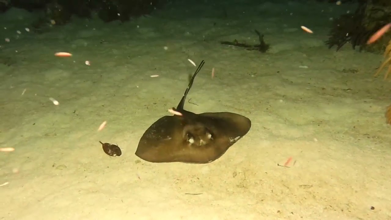 Scuba Diving Belize – Quebrada Night dive