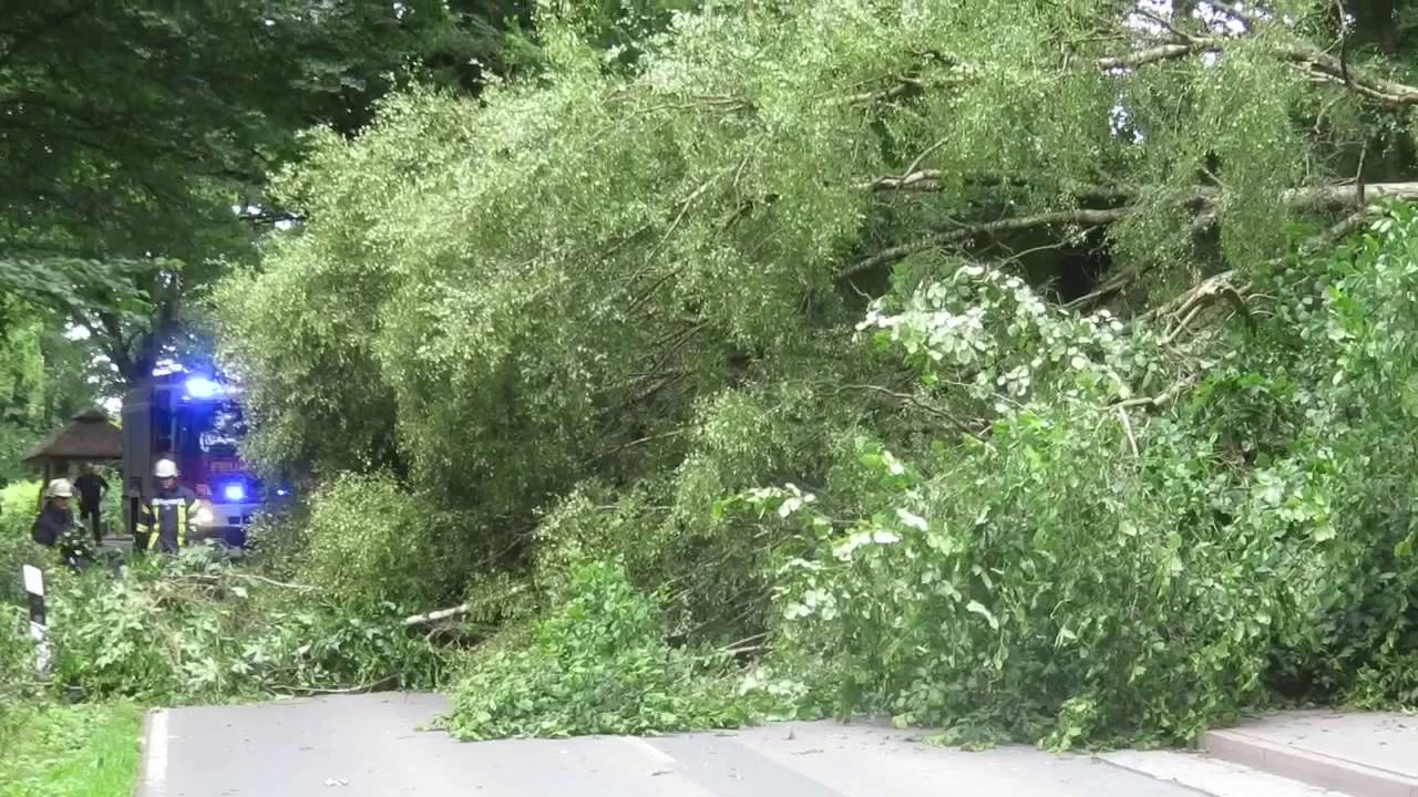 Baum auf Straße Feuerwehr Trittau und Feuerwehr Lütjensee im Einsatz