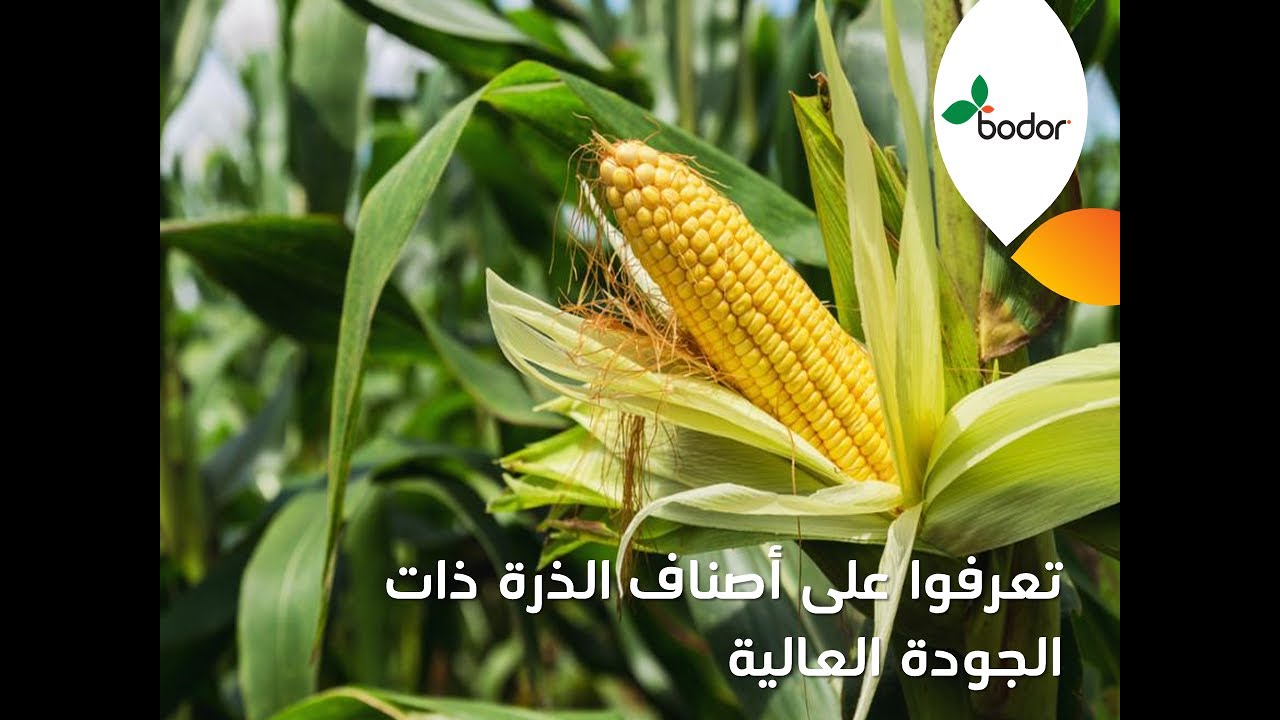 تعرفوا على بذور الذرة 🌽🌽  ذات الجودة العالية