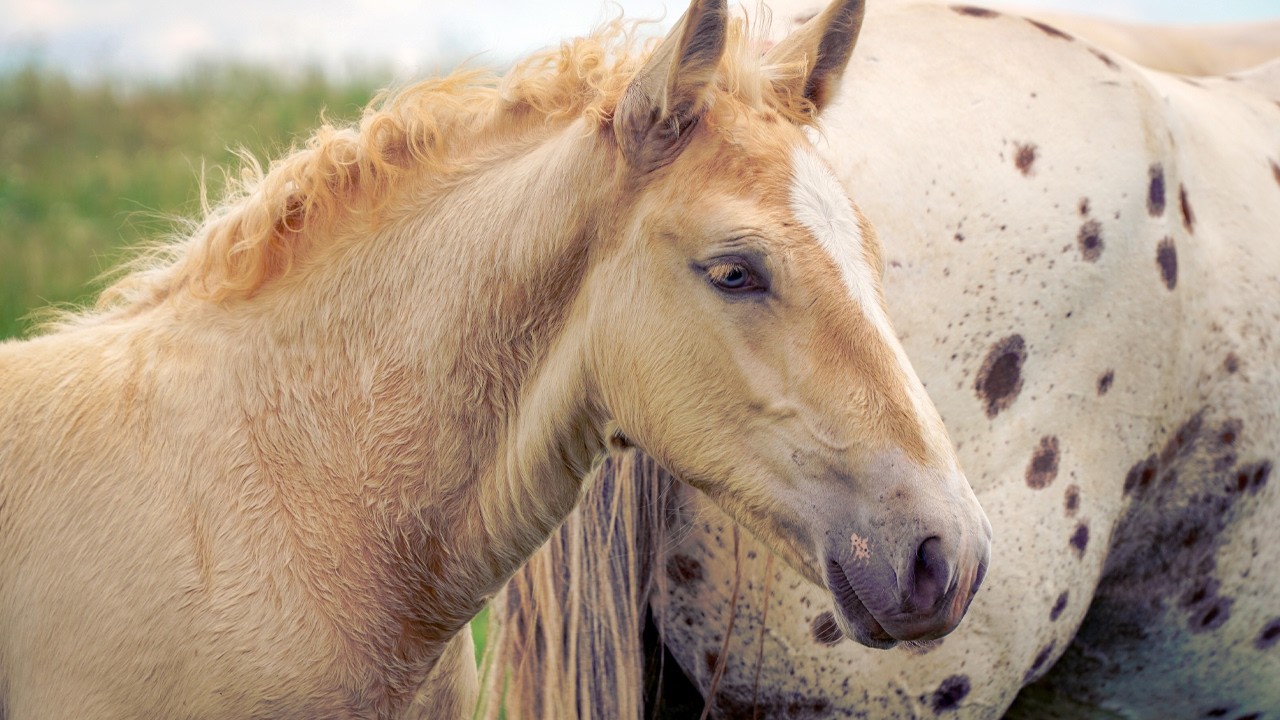 The Power of Horses &ndash; Strength & Calm in 5 Minutes