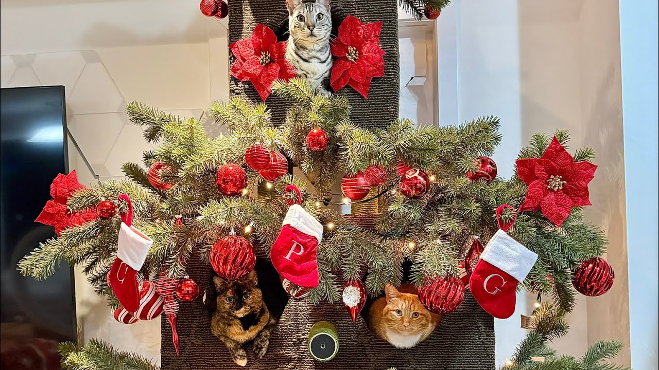Build A Cat-Safe Christmas Tree For My Cats! (THEY LOVE IT!)
