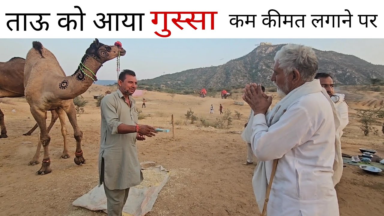 ताऊ की ऊंट की मोल मुलाई फेल करे लुगाया की मोल मुलाई को भी।। पुष्कर मेला 2024
